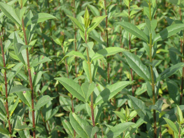 Ligustrum vulgare "Atrovirens" - (Wintergrüner Liguster),
